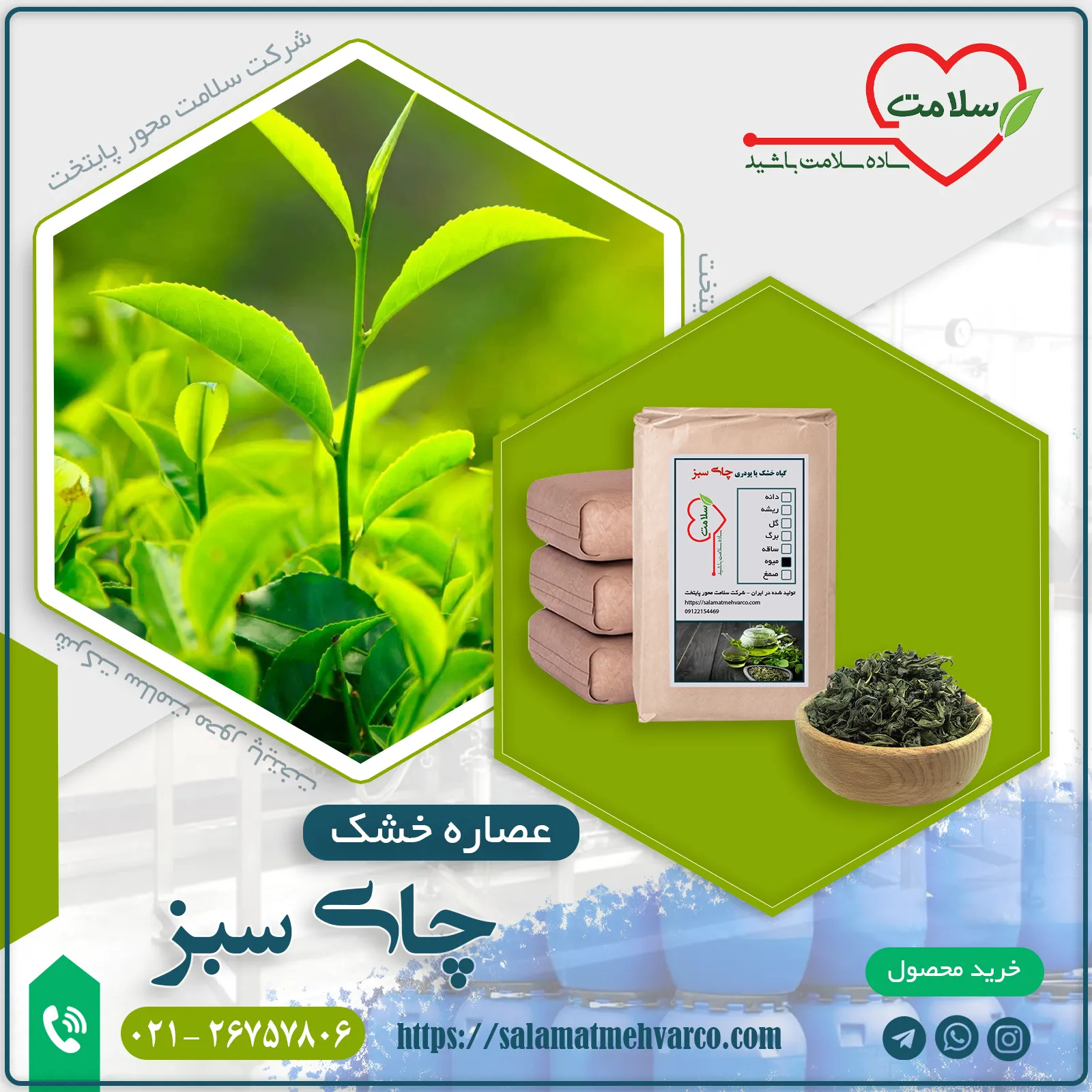 عصاره چای سبز پودری یا خشک