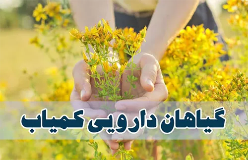 فروش انواع گیاهان دارویی کمیاب