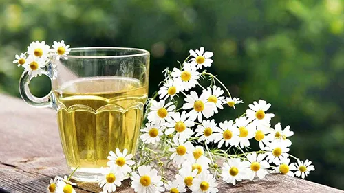 بررسی فواید و خواص روغن بابونه
